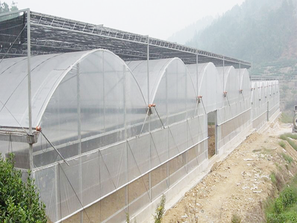 连栋薄膜温室