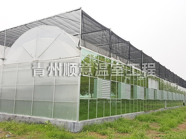 连栋薄膜温室