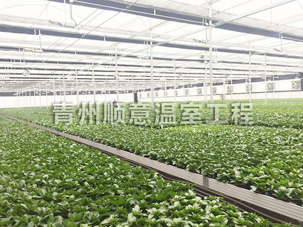 连栋薄膜温室