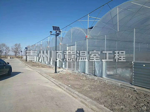 连栋薄膜温室