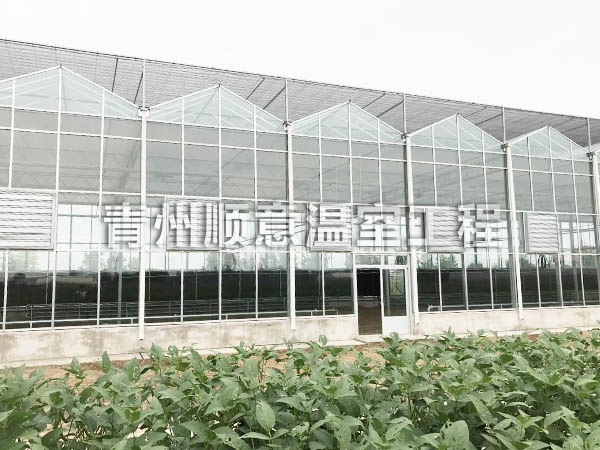 玻璃温室大棚