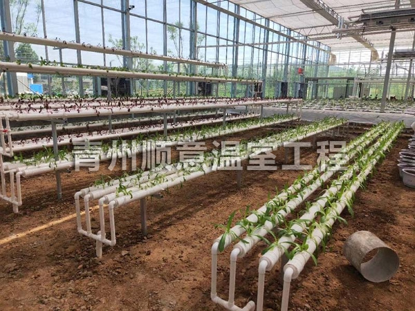 无土栽培（水培、基质栽培)