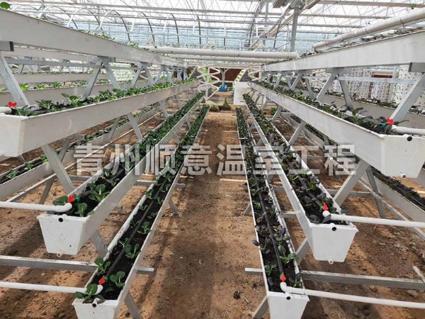 无土栽培（水培、基质栽培)