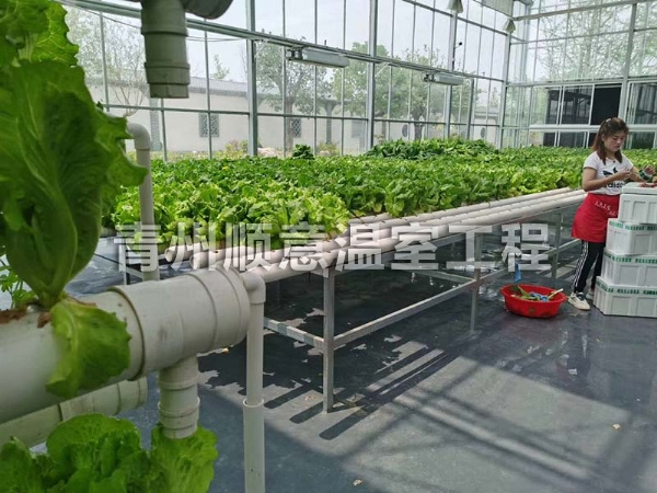 无土栽培（水培、基质栽培)