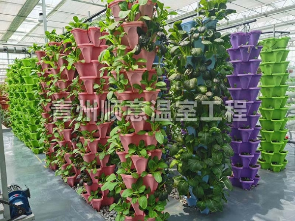 无土栽培（水培、基质栽培)