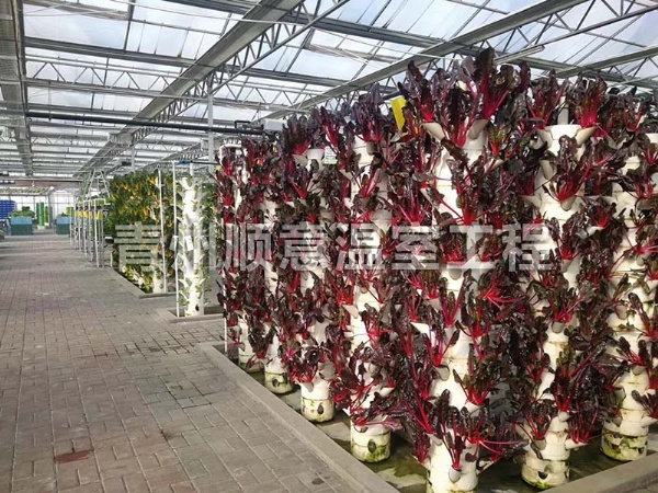 无土栽培（水培、基质栽培)