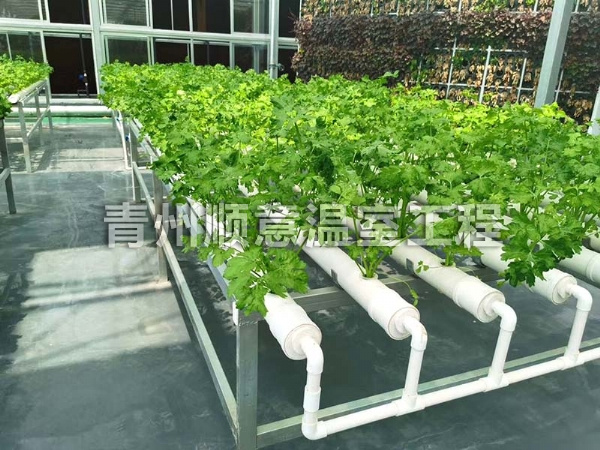 无土栽培（水培、基质栽培)