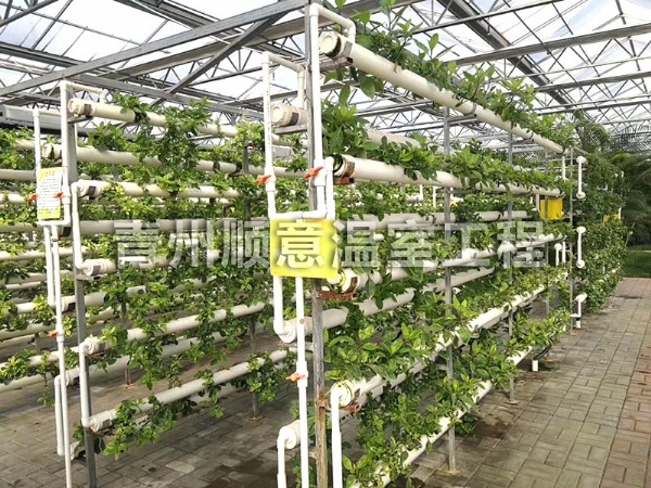 无土栽培（水培、基质栽培)