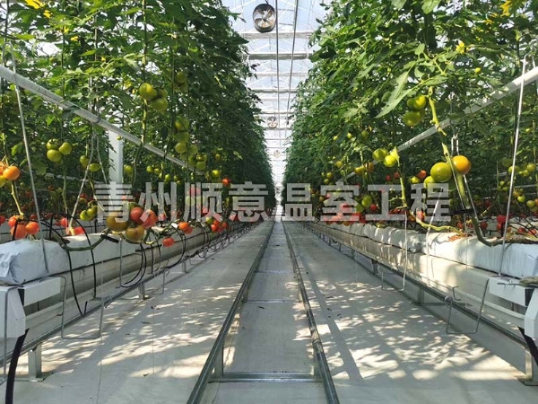 无土栽培（水培、基质栽培)