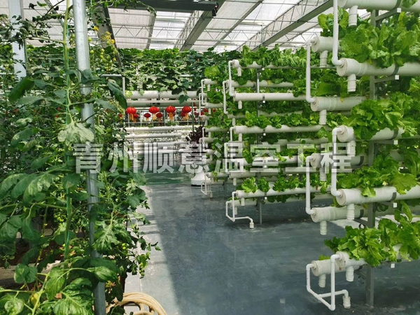 无土栽培（水培、基质栽培)