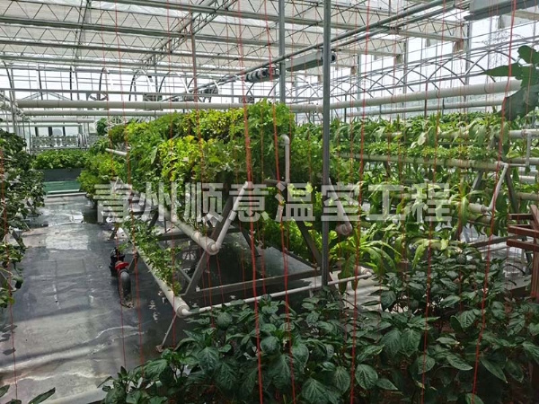 无土栽培（水培、基质栽培)