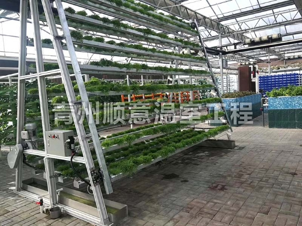 无土栽培（水培、基质栽培)