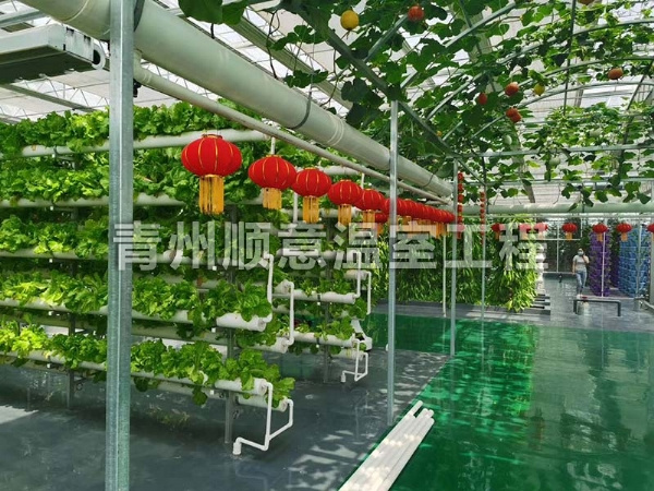 无土栽培（水培、基质栽培)