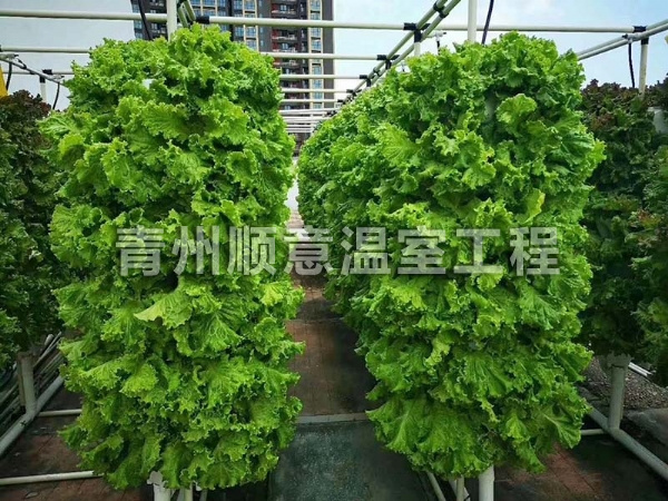 无土栽培（水培、基质栽培)