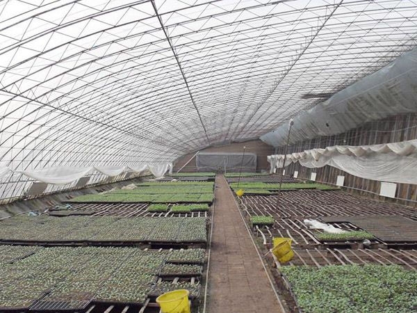 温室大棚中补光要注意什么