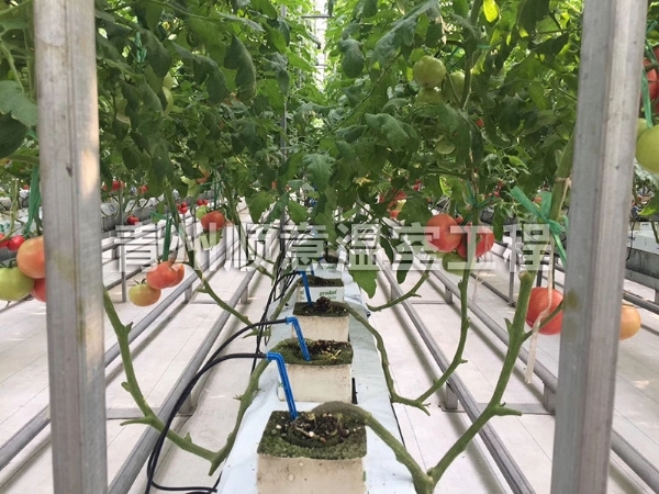 智能温室生产中棚内湿度如何调节？