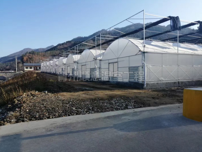 连栋薄膜温室