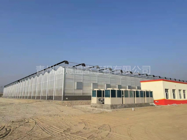 新疆阳光板文洛温室
